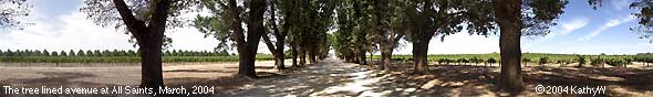 The tree lined avenue leading to the castle at All Saints Winery