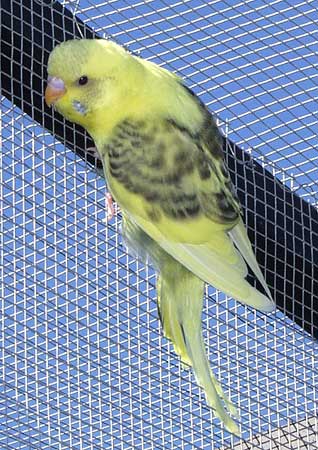 L_PlateBudgie1.jpg