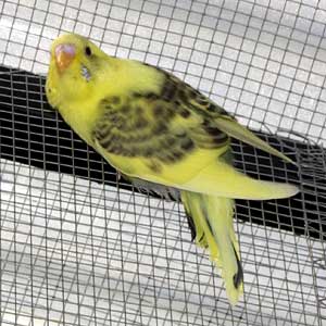 L_PlateBudgie2.jpg