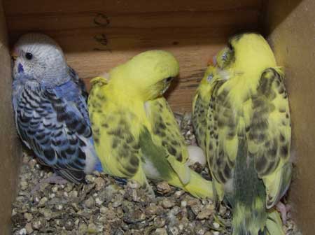 babies1.jpg